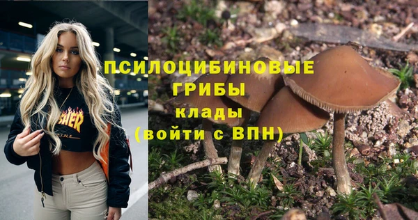 индика Каменногорск