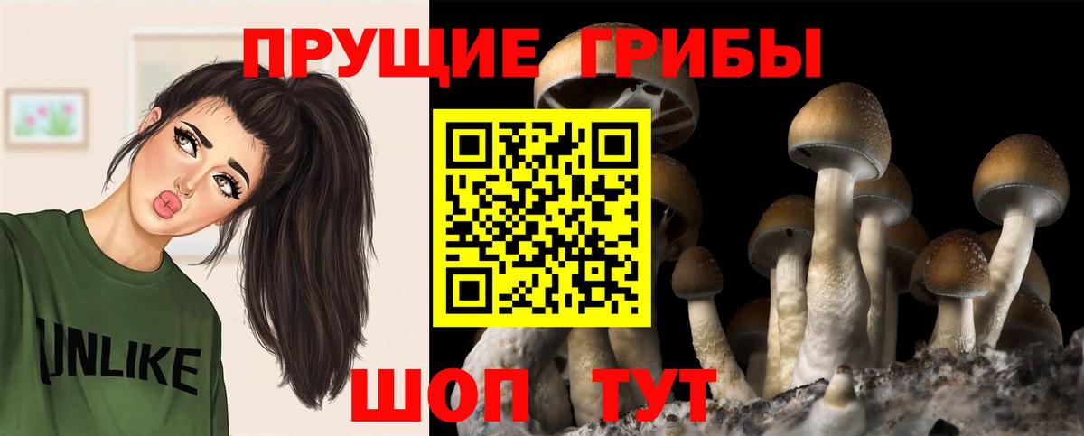 Псилоцибиновые грибы Psilocybe Махачкала